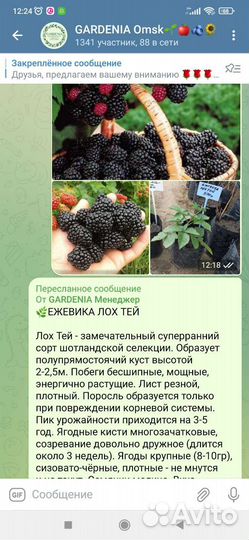 Саженцы крупноплодной ежевики, зкс