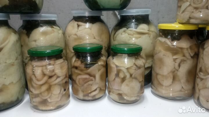 Грибы 2023 г. Грузди