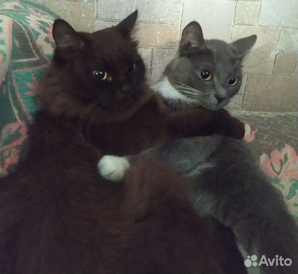 Кошечка в добрые руки