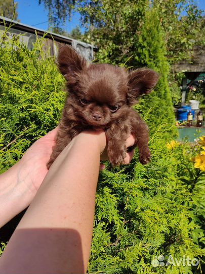 Чихуахуа мальчик