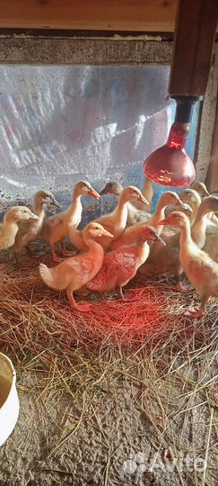 Продам утят 3 недельных