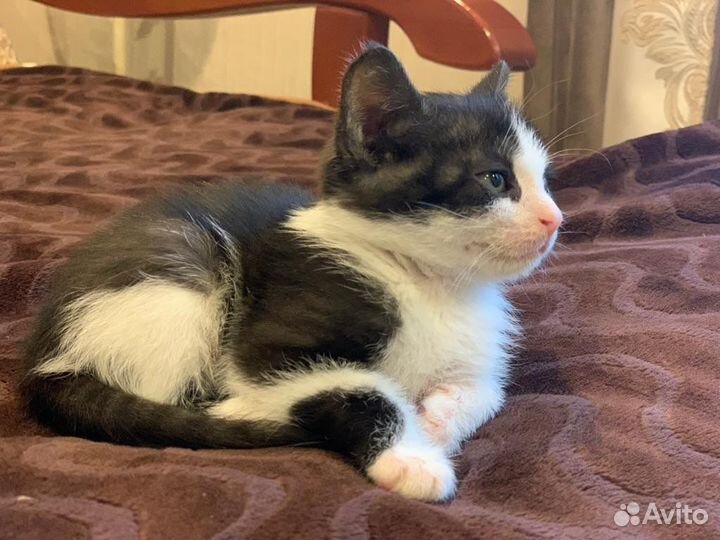 Котенок девочка в дар