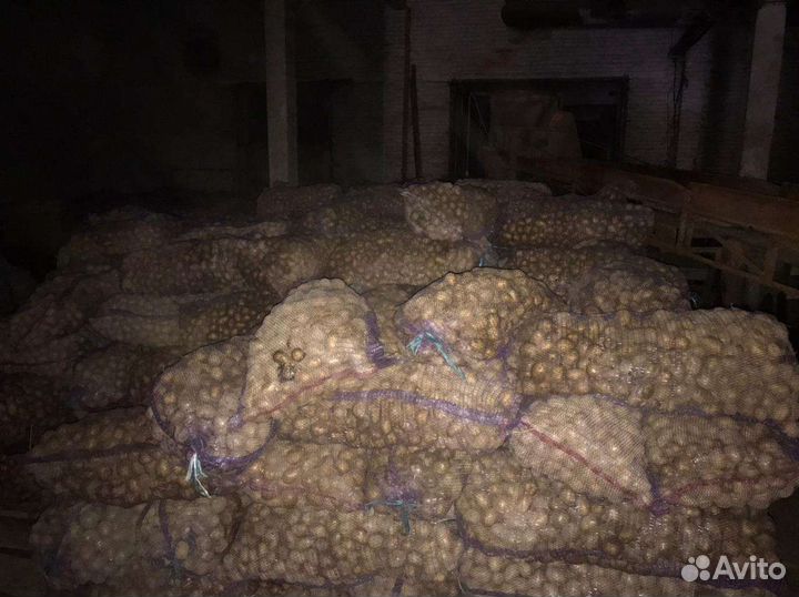 Семенной картофель гала