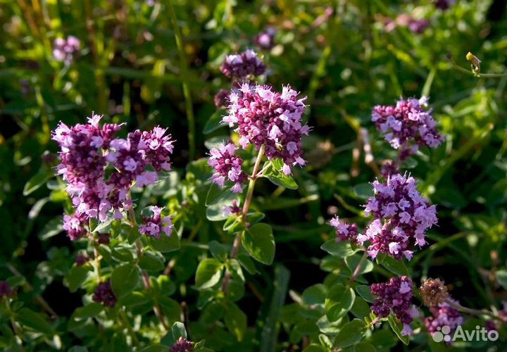 Душица луговая (свежий сбор 2023 года)