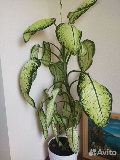 Диффенбахия