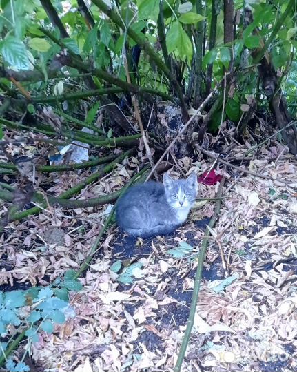 Спасите малыша