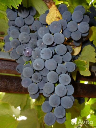Виноград