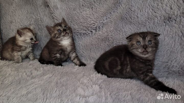 Британские котята
