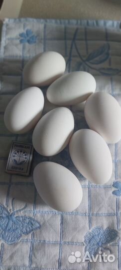 Яйца гусиные