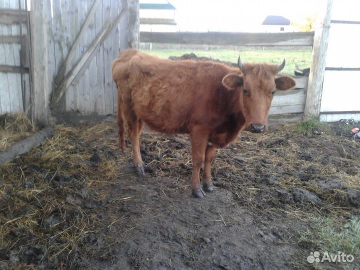 Корова дойная