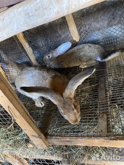 Кролики великаны