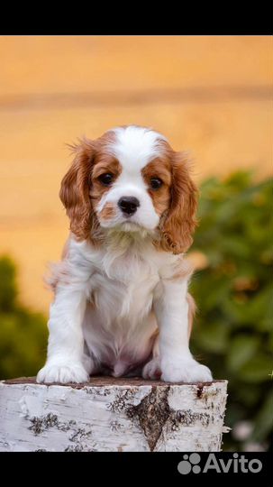 Щенки Кавалерчики РКФ