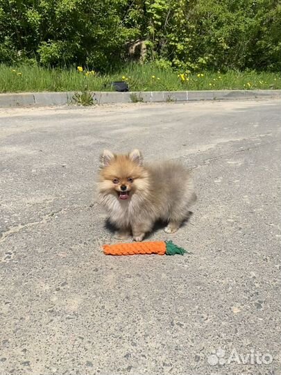 Померанский шпиц мини мальчик 4 месяца