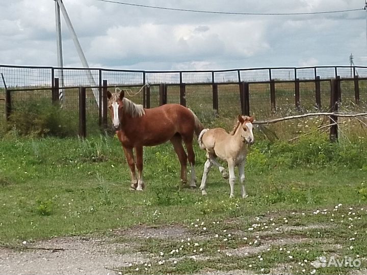 Кобыла с жеребенком