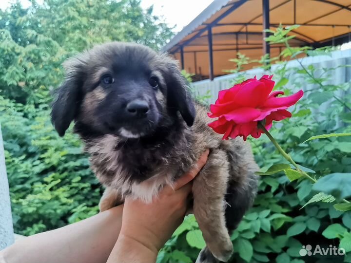 Собака в добрые руки отдам бесплатно