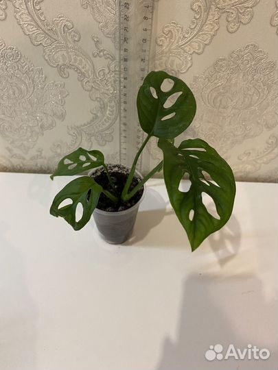 Монстера адансона