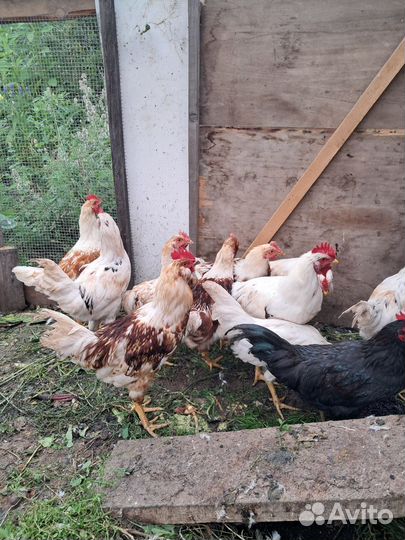 Молодые петушки