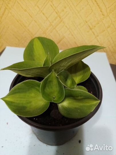 Хосты 8 видов часть 2