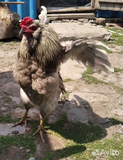 Петух Ухейилюй, Амераукан