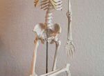 Анатомический скелет 