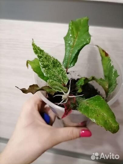 Продам цветы комнатные
