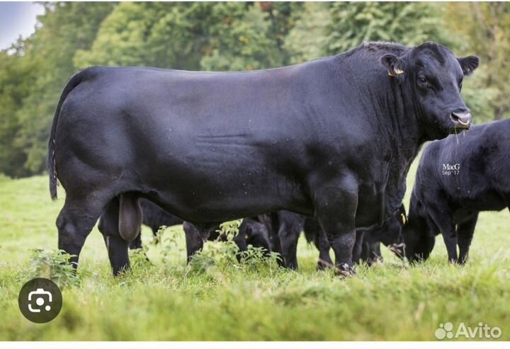 Бычки, быки для откорма