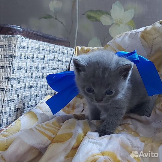 Шотландская вислоухая