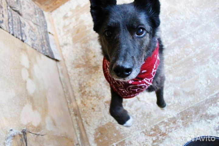 Дайте собачке Бренде шанс на домашнюю жизнь