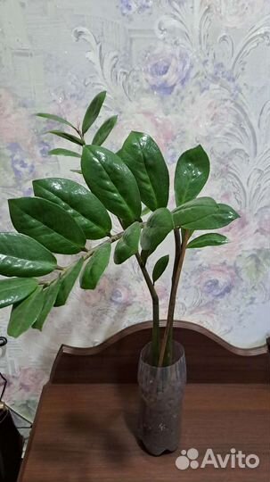 Замиокулькас