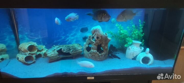 Аквариум с тумбой juwel 200л