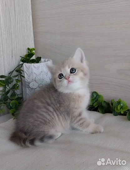 Девочки шотландские