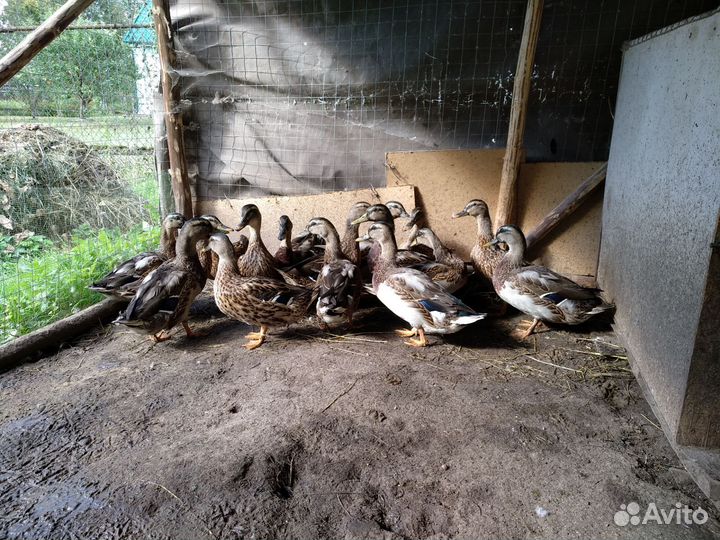 Утки подсадные для охоты