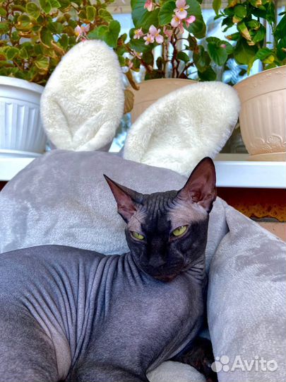 Вязка кошек канадский сфинкс