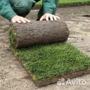 Продажа Рулонного газона