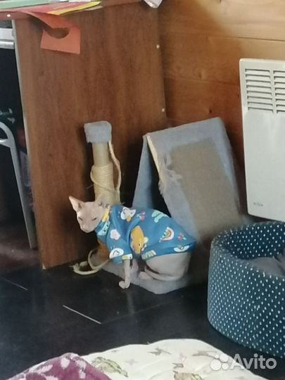 Донской сфинкс вязка