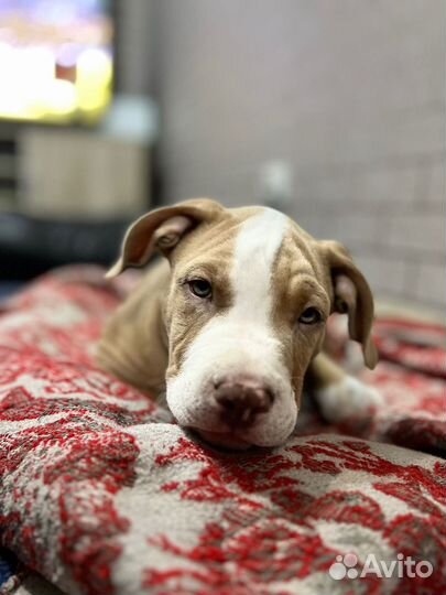 Продаются щенки