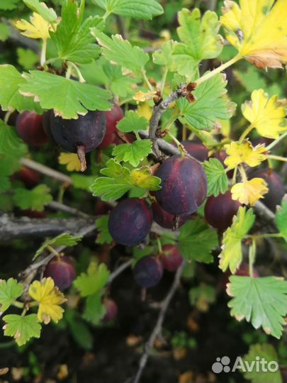 Саженец бесшипого крыжовника зкс