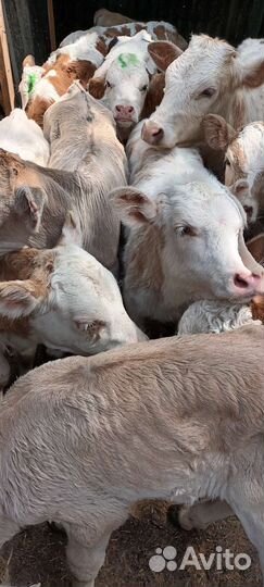 Бычки и телята