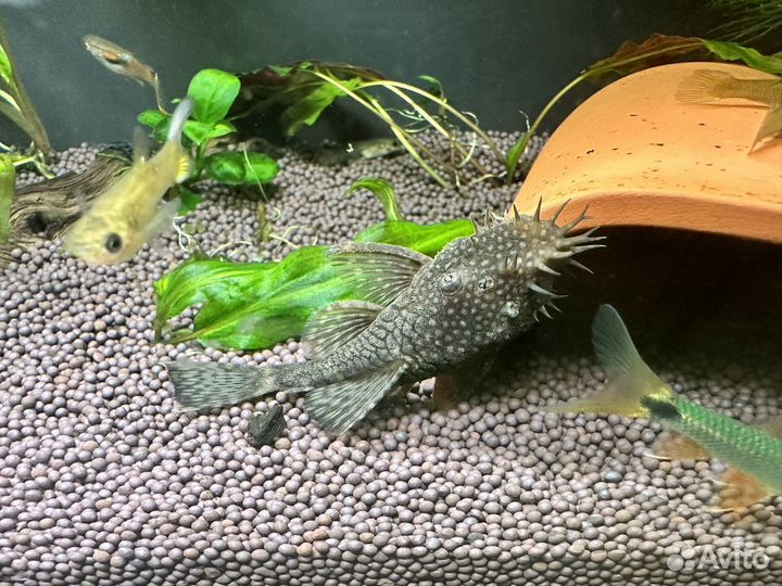 Анциструс, коридорас