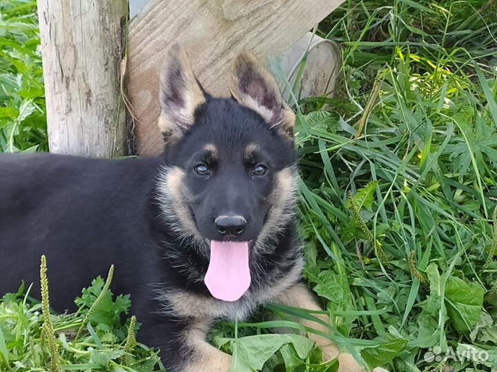 Щенки немецкой овчарки рабочего разведения