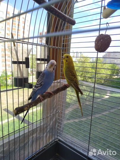 Волнистые попугаи с клеткой