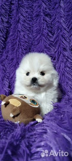 Щенки Шпица