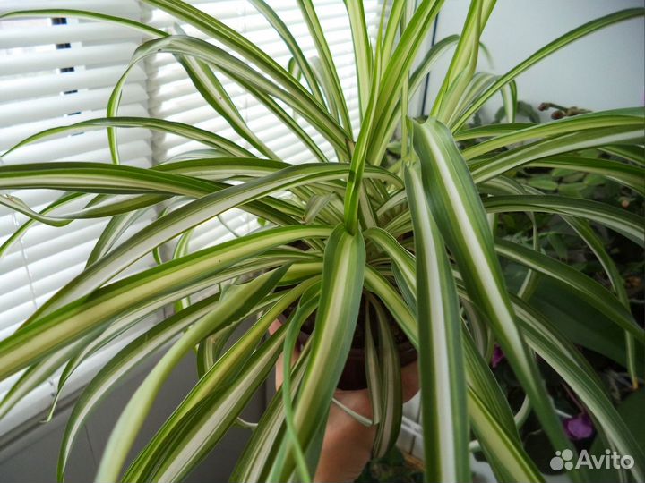 Хлорофитум Vittatum