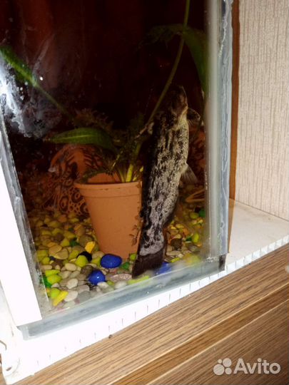 Аквариумные,сомы в народе называются,Коряжки