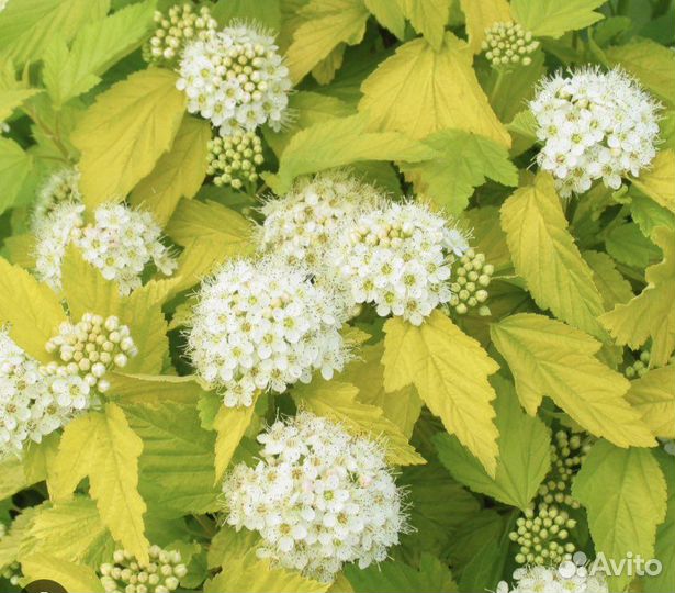 Пузыреплодник жёлтый