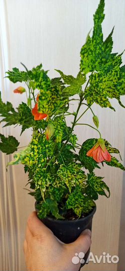 Комнатные цветы