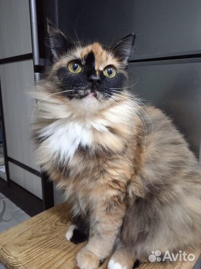 Кошке нужны хозяева