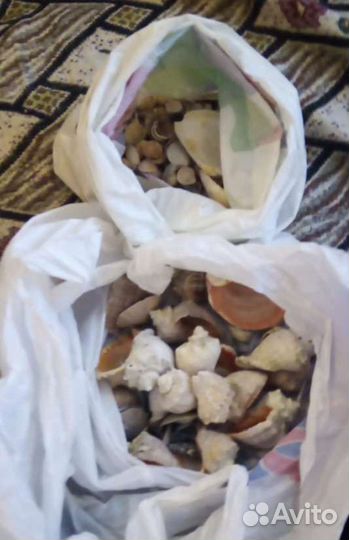 Ракушки морские, мелкие и крупные