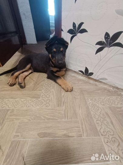 Немецкая овчарка