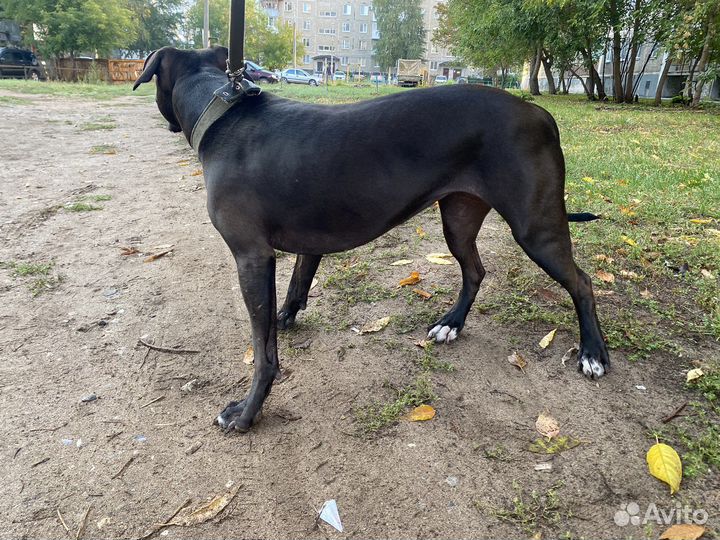 Собака питбультерьер